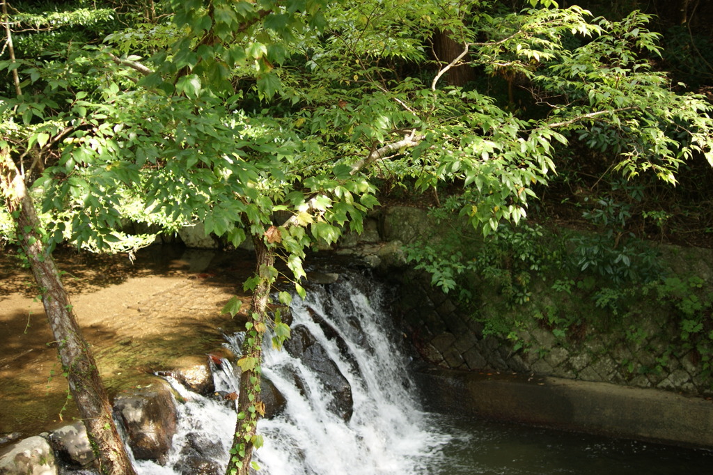 紅葉はまだです。