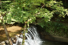 紅葉はまだです。