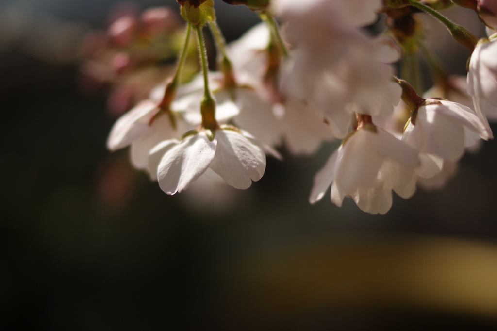 桜1