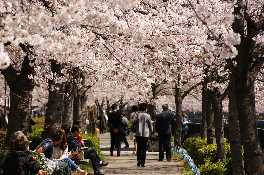 桜