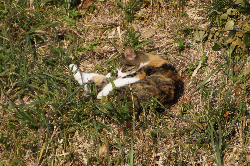 DSC03388