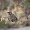 DSCF0495