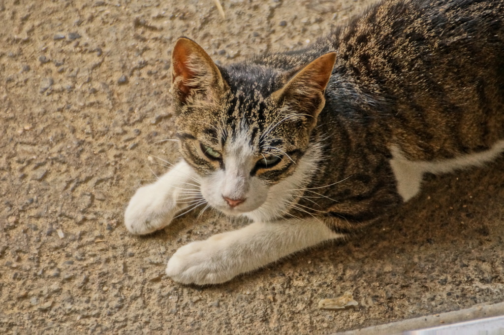 DSC03103