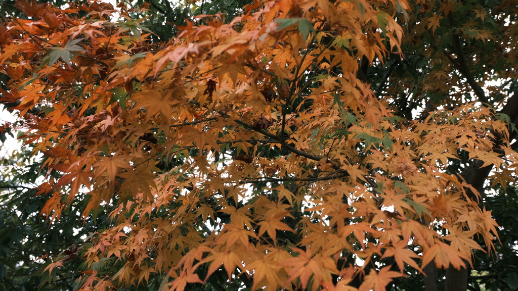 DSCF0028