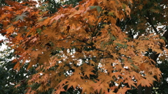 DSCF0028