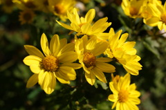 黄色い花