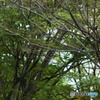 DSC04248