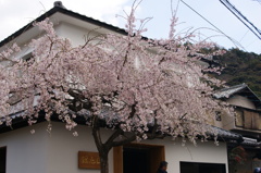 桜5
