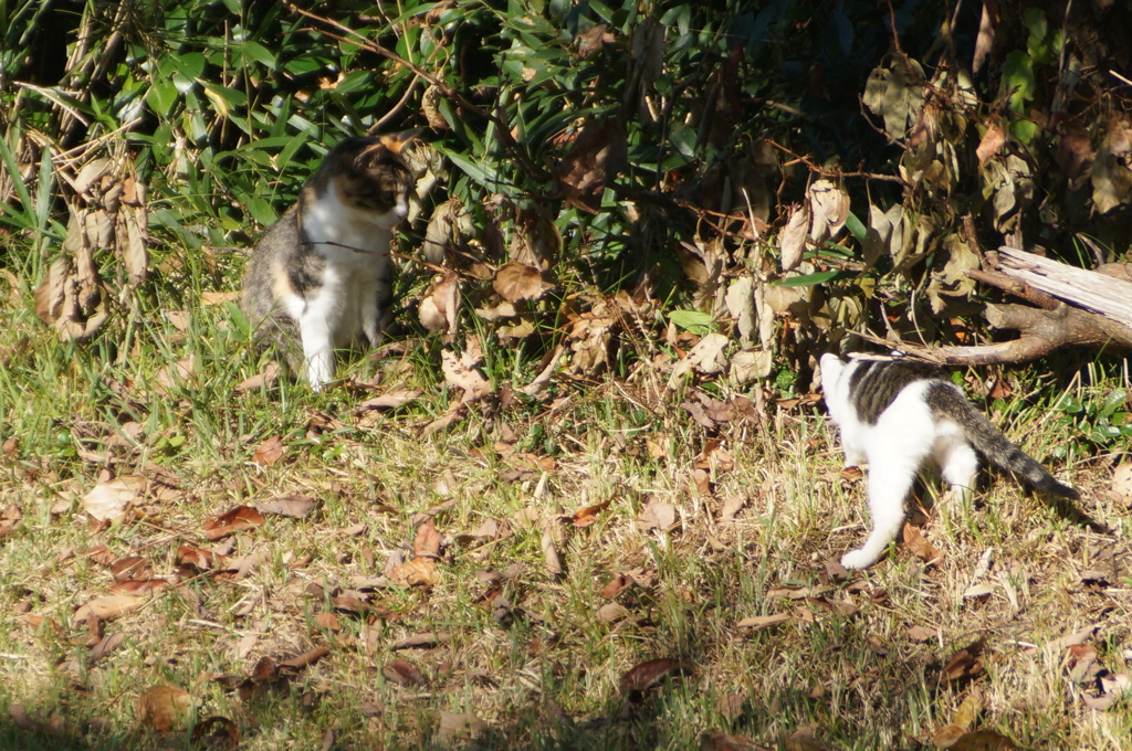 猫達