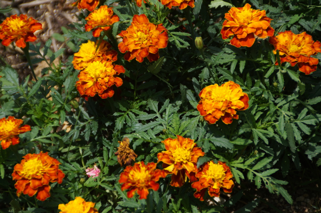 DSC02986