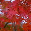 法隆寺の紅葉2　浅草善哉75