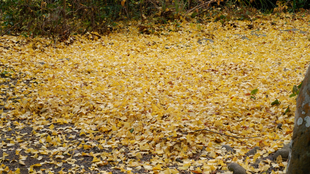 DSCF4119