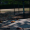 DSC03987