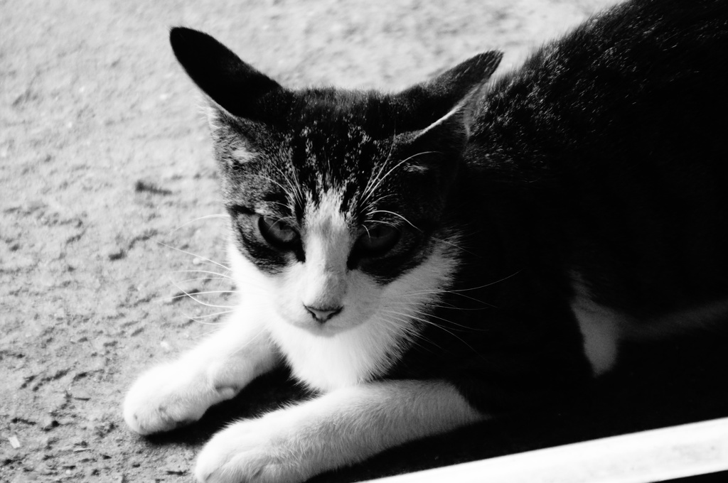 DSC03096
