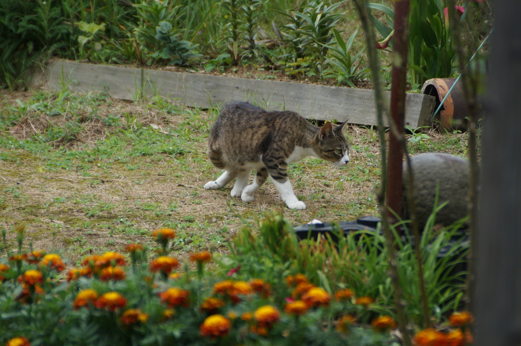 猫