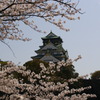 サクラとしろ