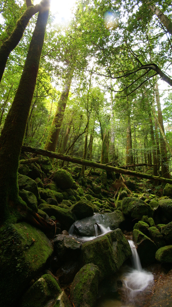 静かな緑