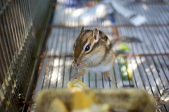 食事に夢中