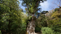 縄文杉