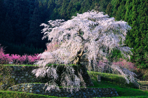 又兵衛桜