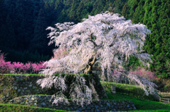 又兵衛桜
