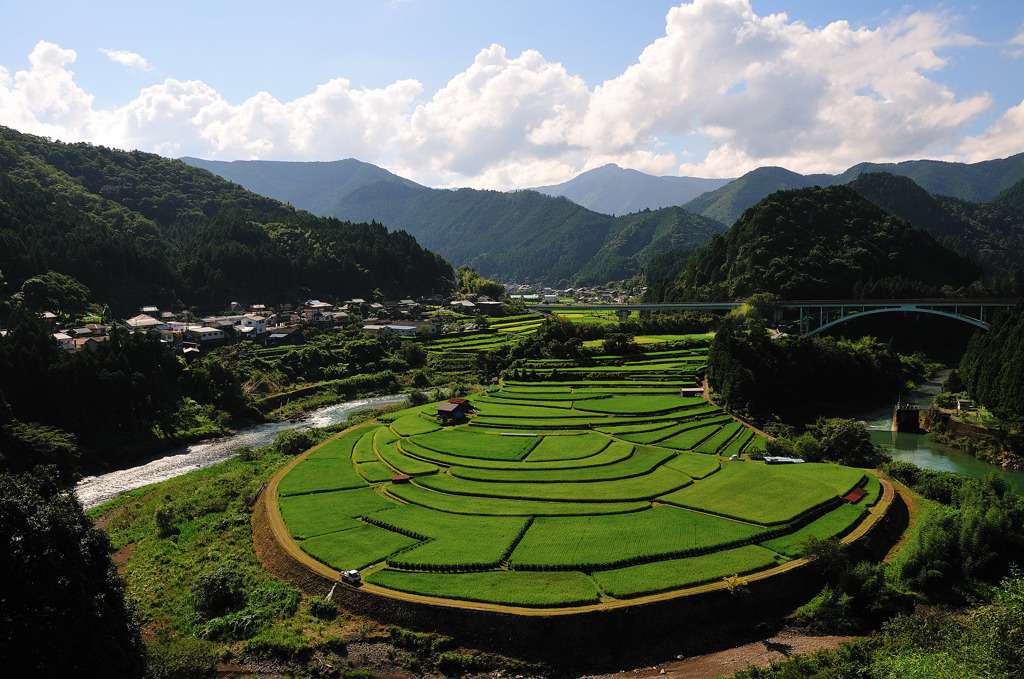 あらぎ島の棚田