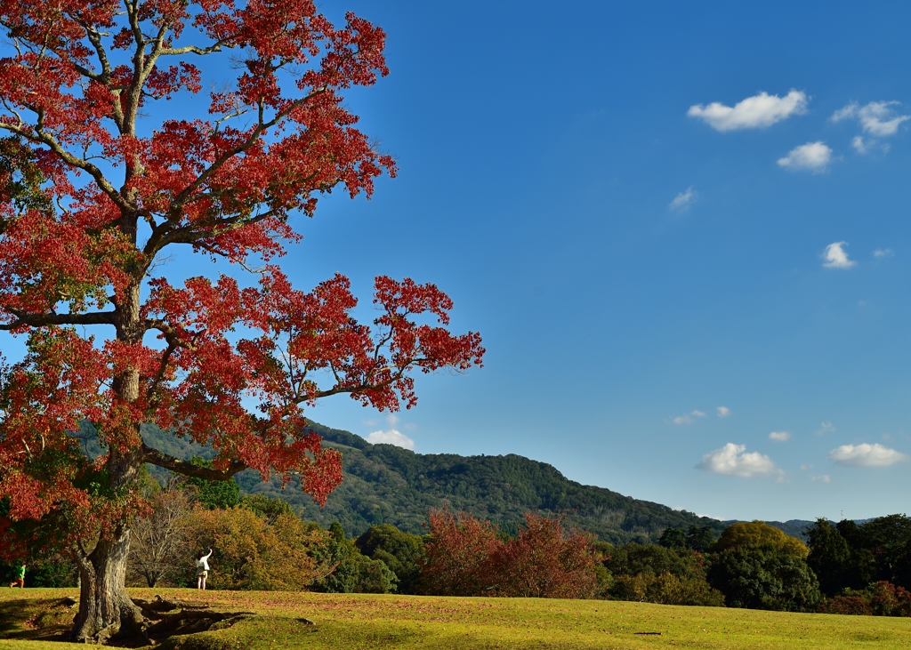 飛火野