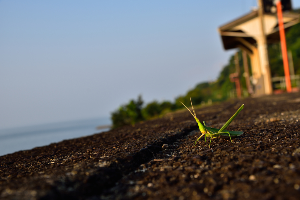 バッタだって・・・