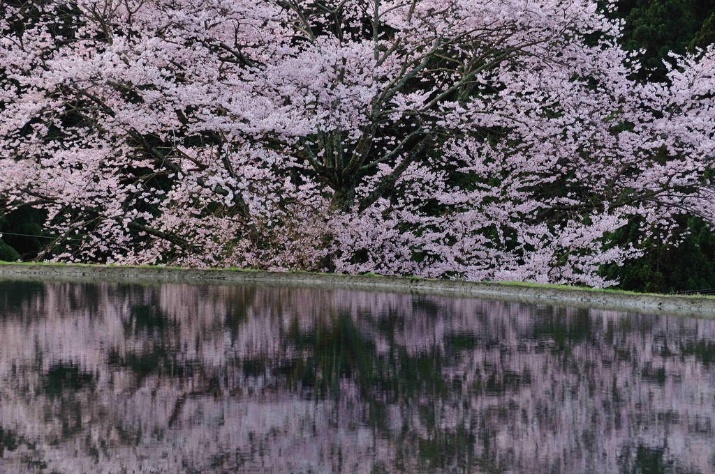 絶えて桜のなかりせば