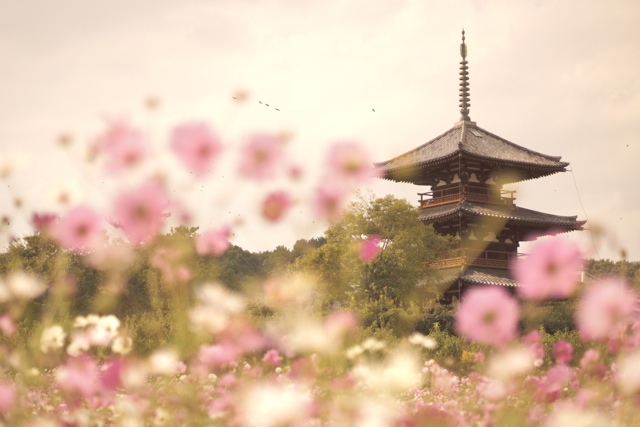 秋の法起寺