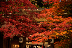 高野山　金剛峯寺