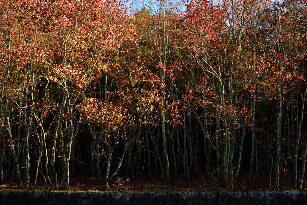 奈良公園