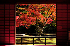 額縁の紅葉