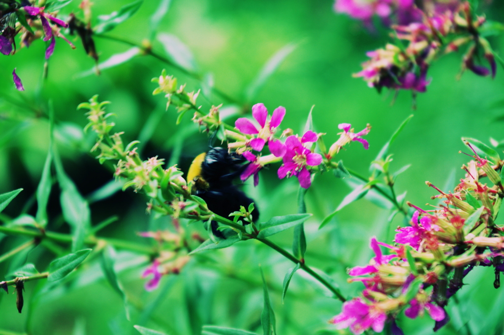 bee