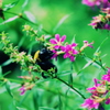 bee