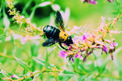 bee
