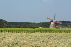 風車と麦畑