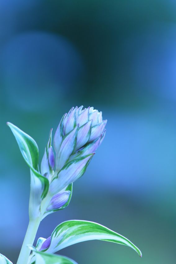 blue dream