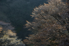 峠の桜
