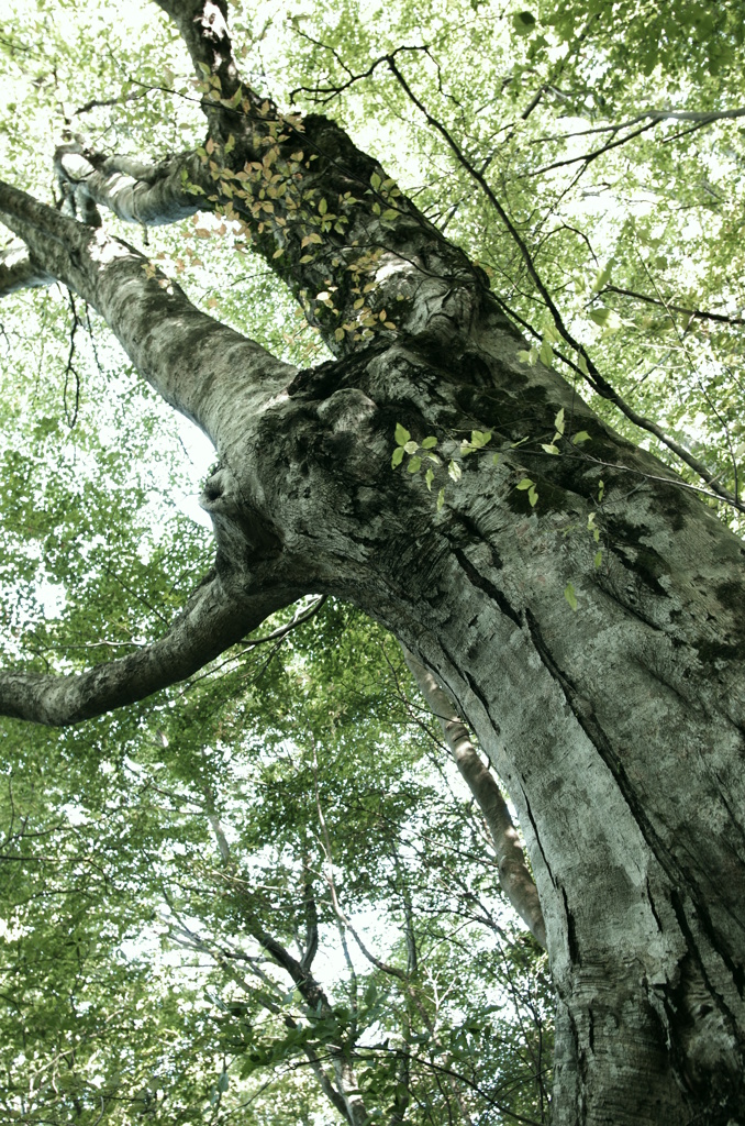 和泉葛城　ブナ巨木