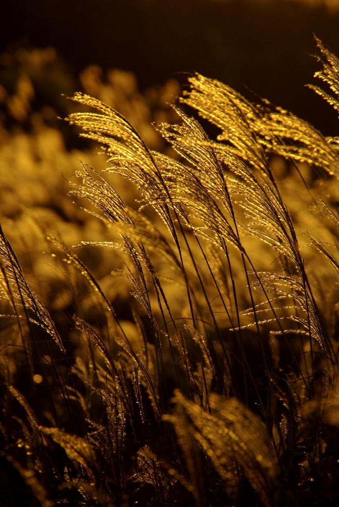 夕暮れのススキ