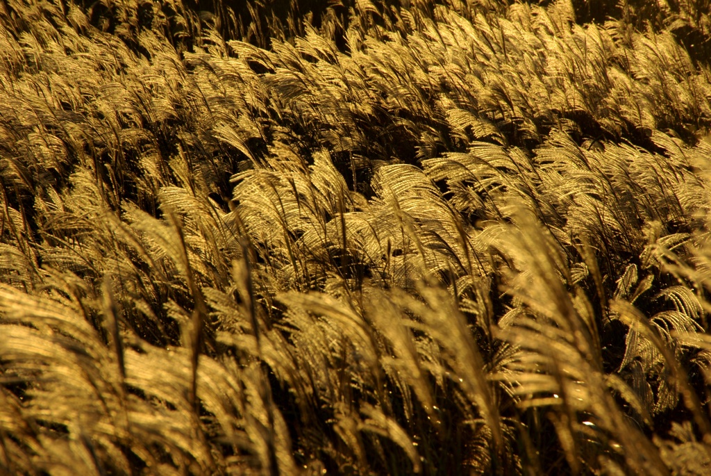 生石高原のススキ