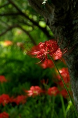 彼岸花