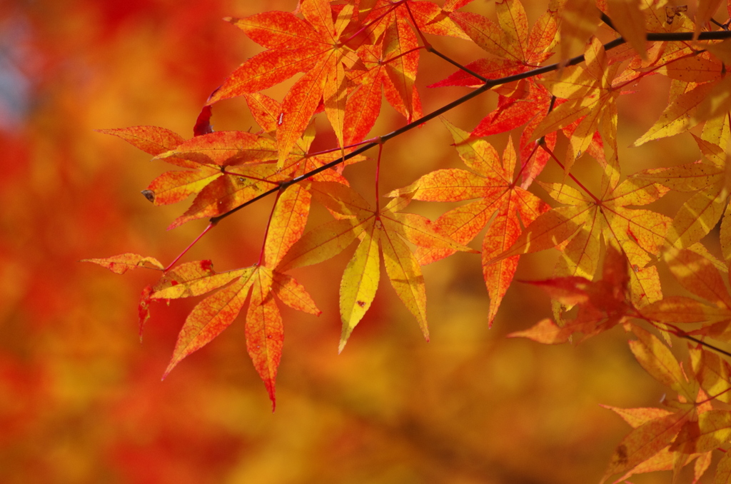 御手洗渓谷　いろは紅葉