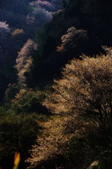 里の桜