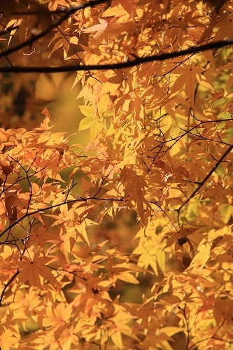 誕生寺紅葉