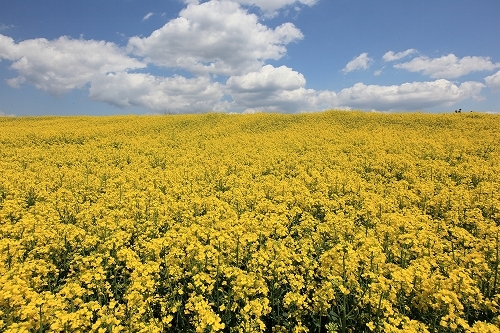 菜の花畑