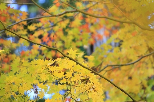 誕生寺紅葉