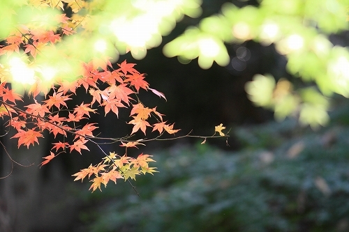 誕生寺紅葉