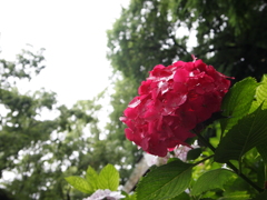 雨はまだかな